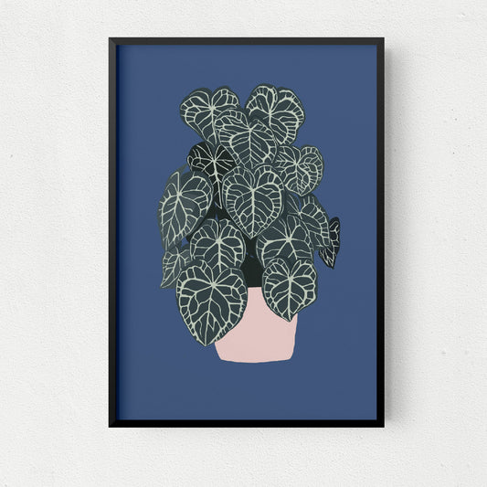 Anthurium Crystallinum Art Print