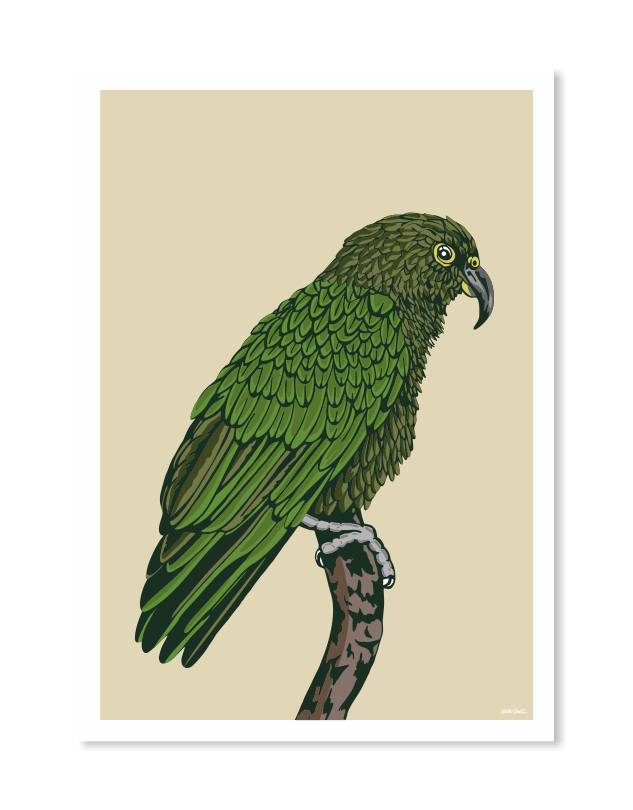 Kea 2 Art Print